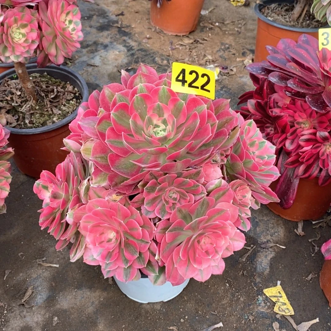 粉女巫多肉法师422