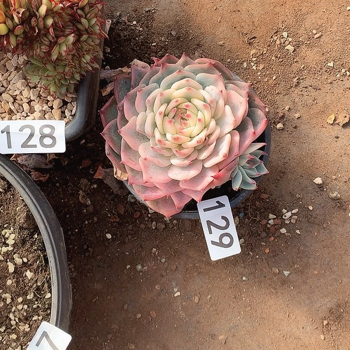 129吉娃娃锦 一物一拍多肉