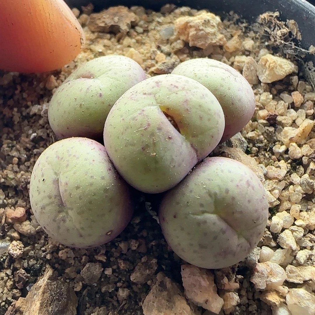 28包邮脱土发货27692