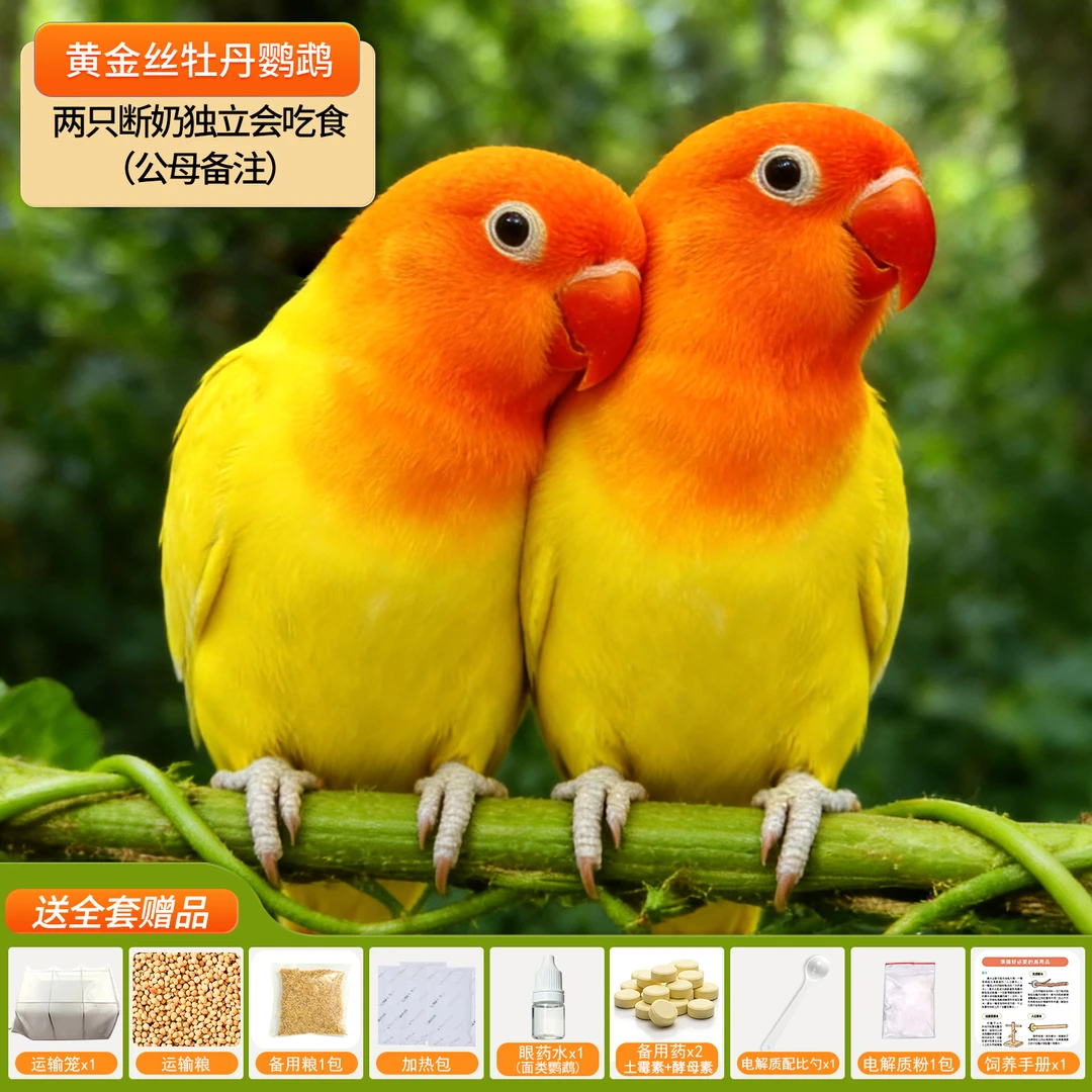 牡丹YL鹦鹉红嘴爱情鸟黄桃绿桃黄金丝牡丹鹦鹉活体宠物亲人黏人