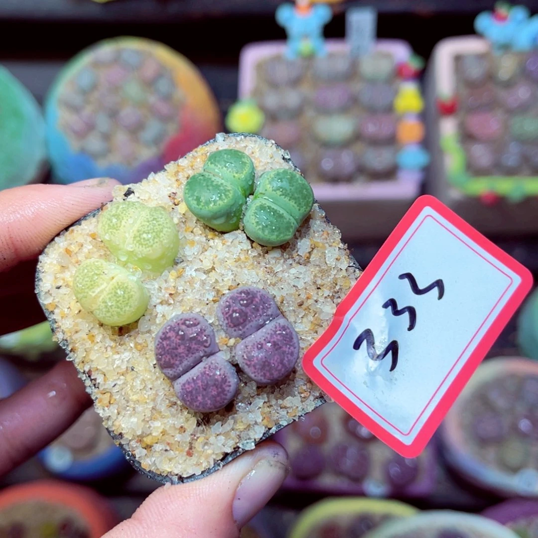 333生石花带盆发1