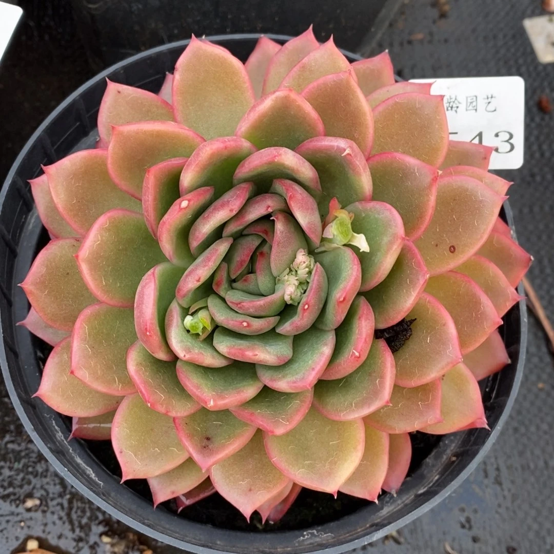 7543杂交多肉老桩基地