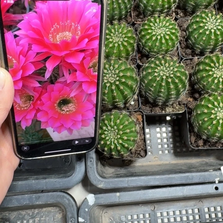 227彩草浓桃金4公分左右脱土发货