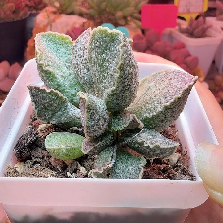 花螺。
