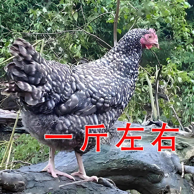 宠物鸡一斤左右 宠物鸡黑芦花鸡绿壳蛋鸡