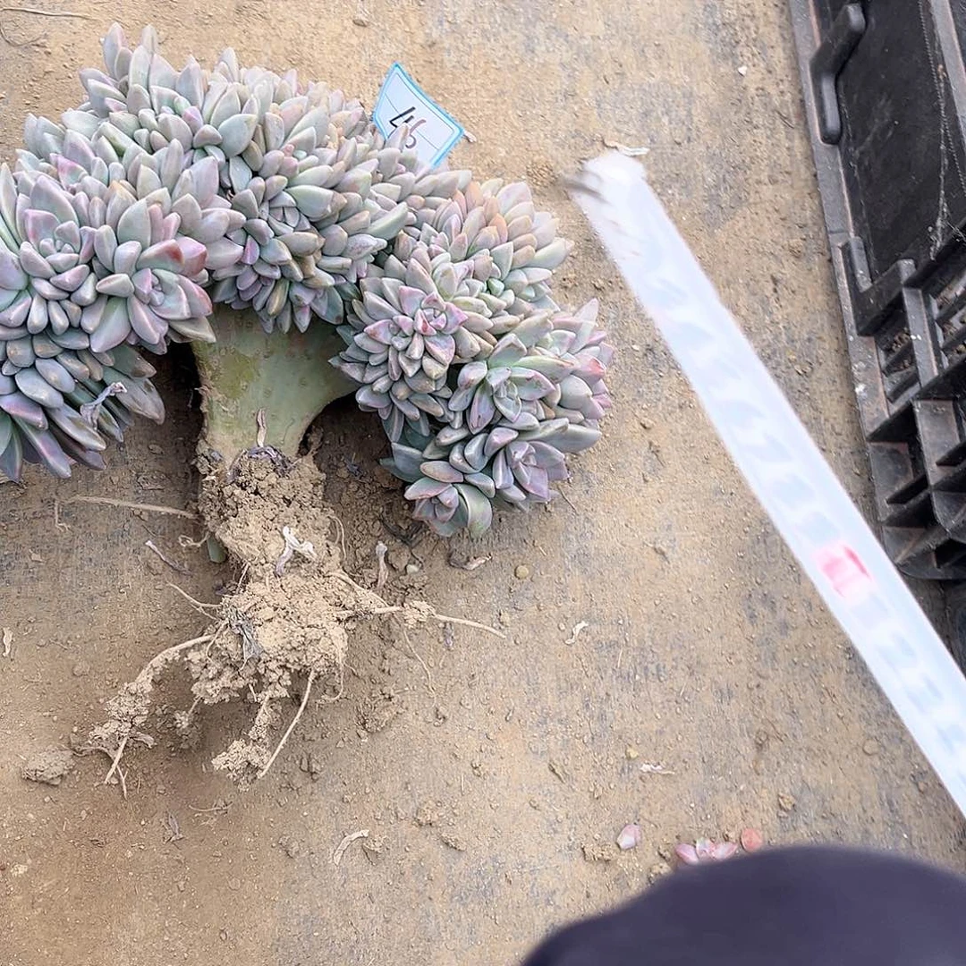 燒***餅46号淡雪缀化一物一拍