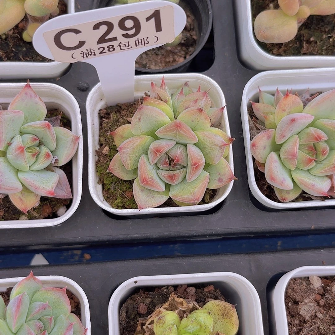 C291婚戒一物一拍