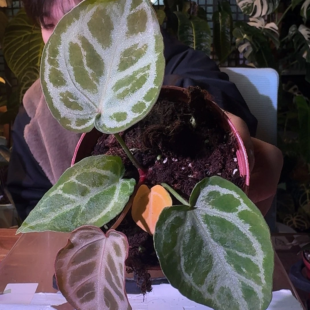 不开花植物G528skg银红杂粉色面纱