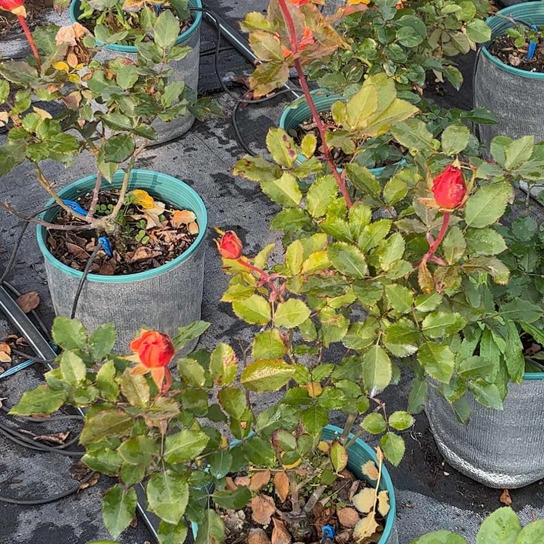 无花朵香妃，1.8加仑土球发货