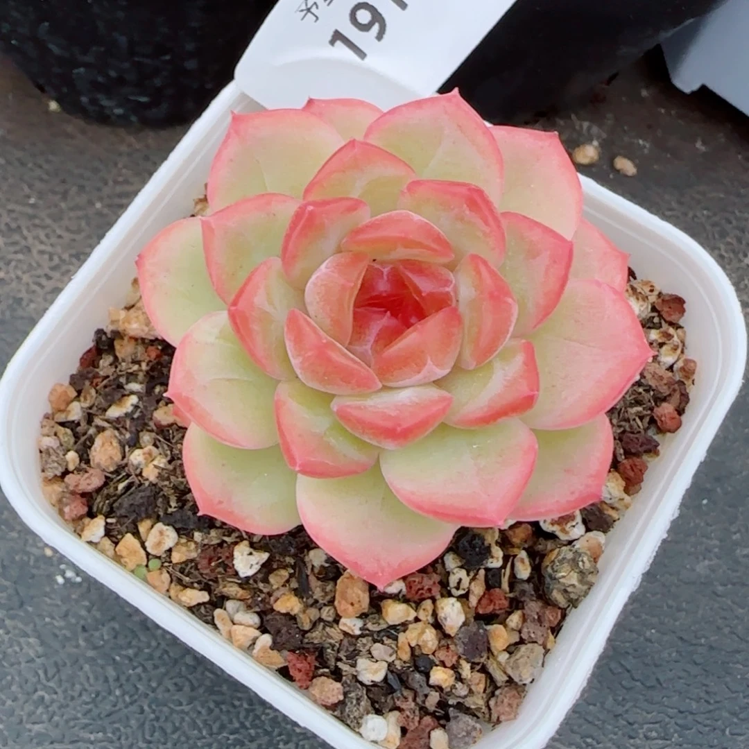 琴心，1917多肉植物