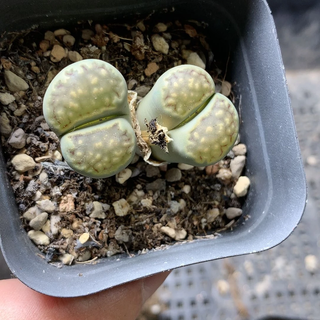 H382多肉植物保护