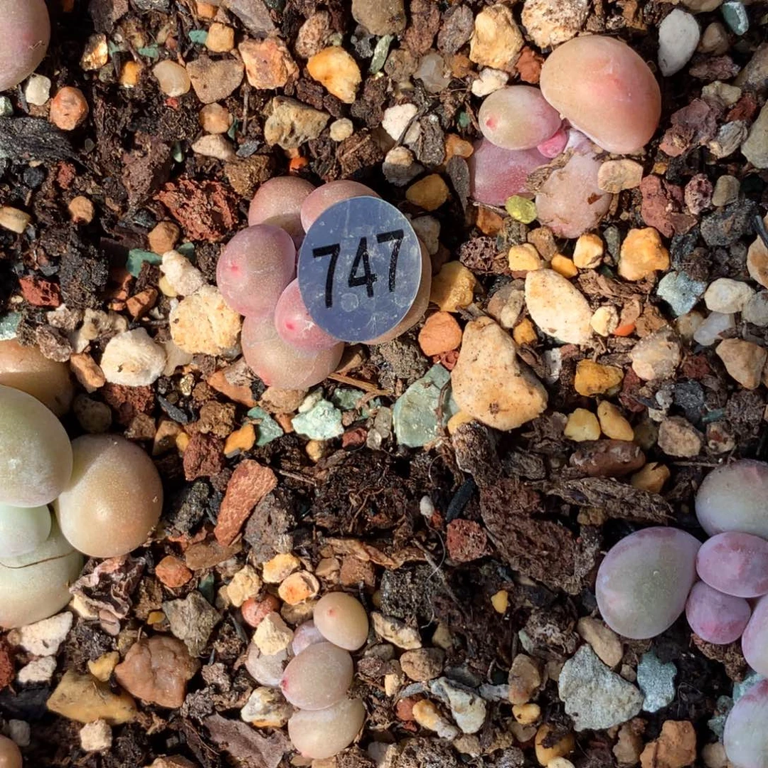 彩虹奶酪多肉747