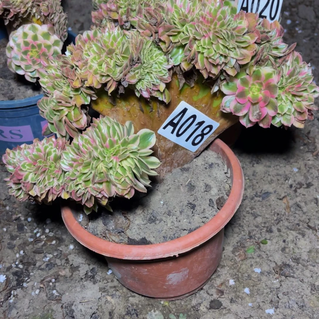 倾城法师16///6包邮