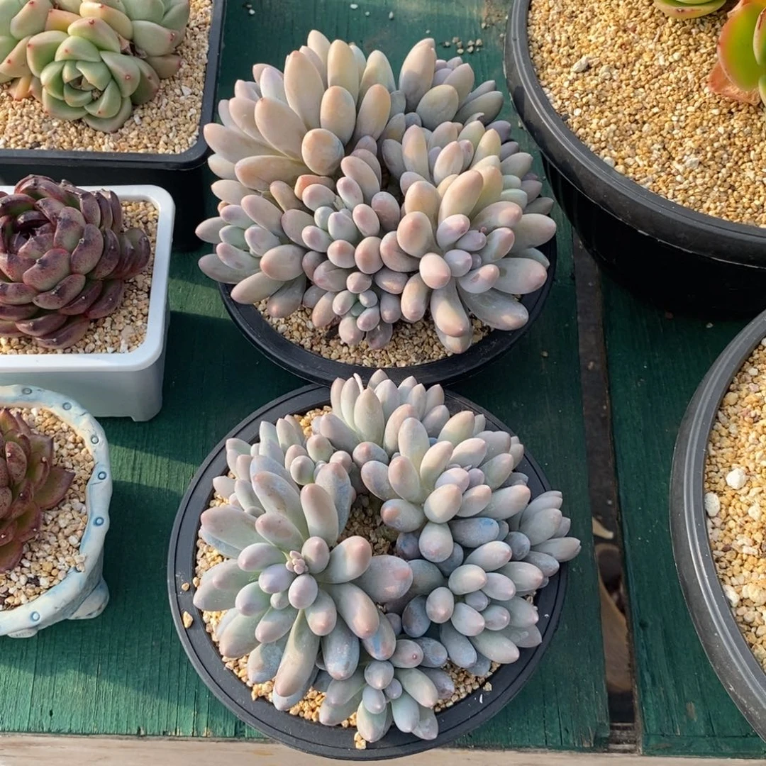 漂**?两个汤圆，自然群，1234567894