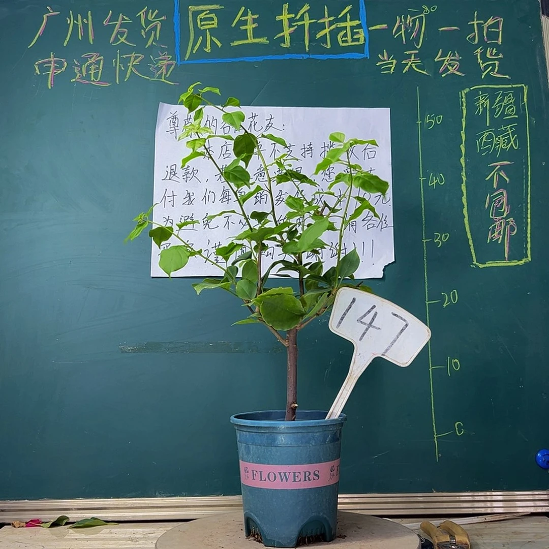 当前无花栽培后可以开花热带花束147
