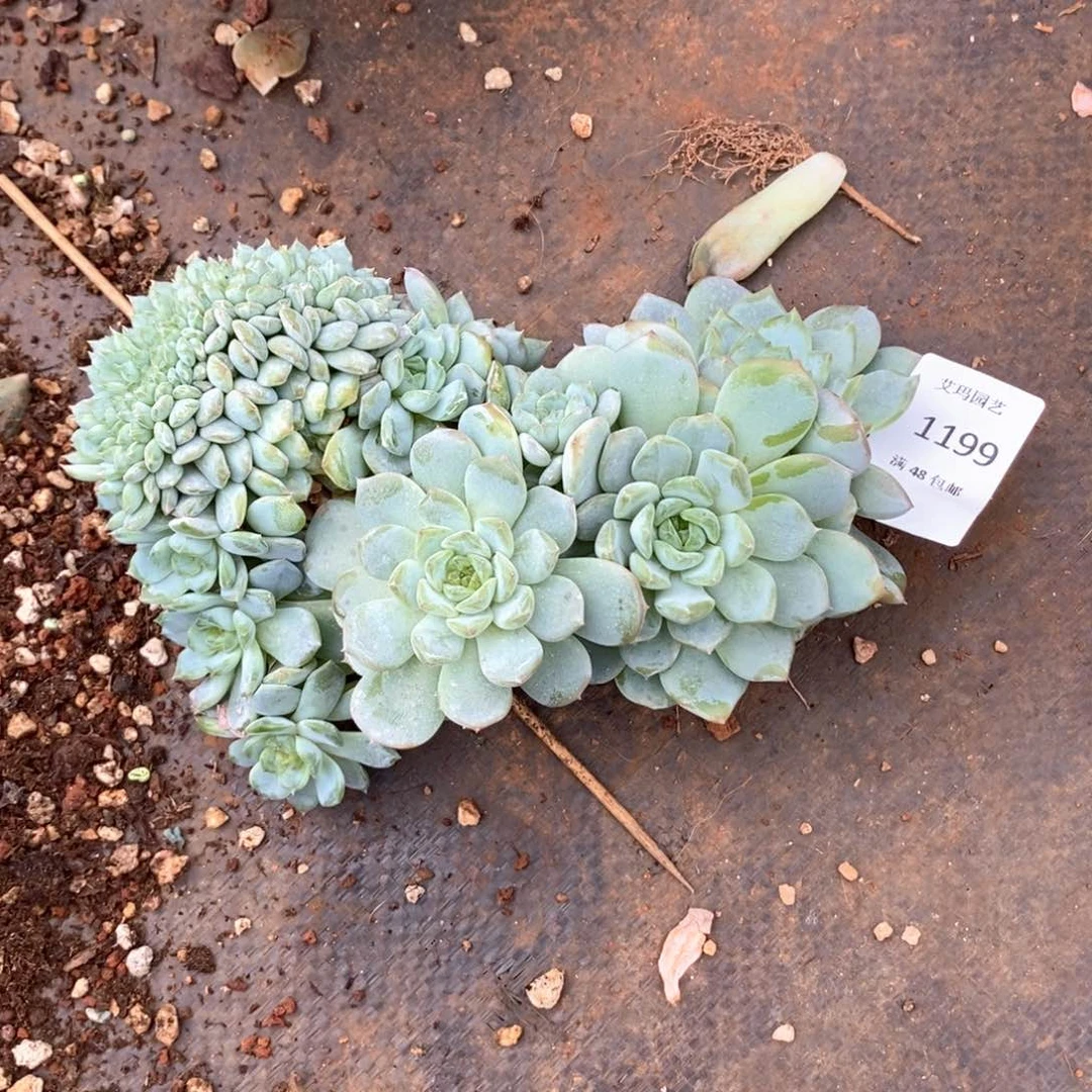 慢****去冰魄缀化多肉多肉1199