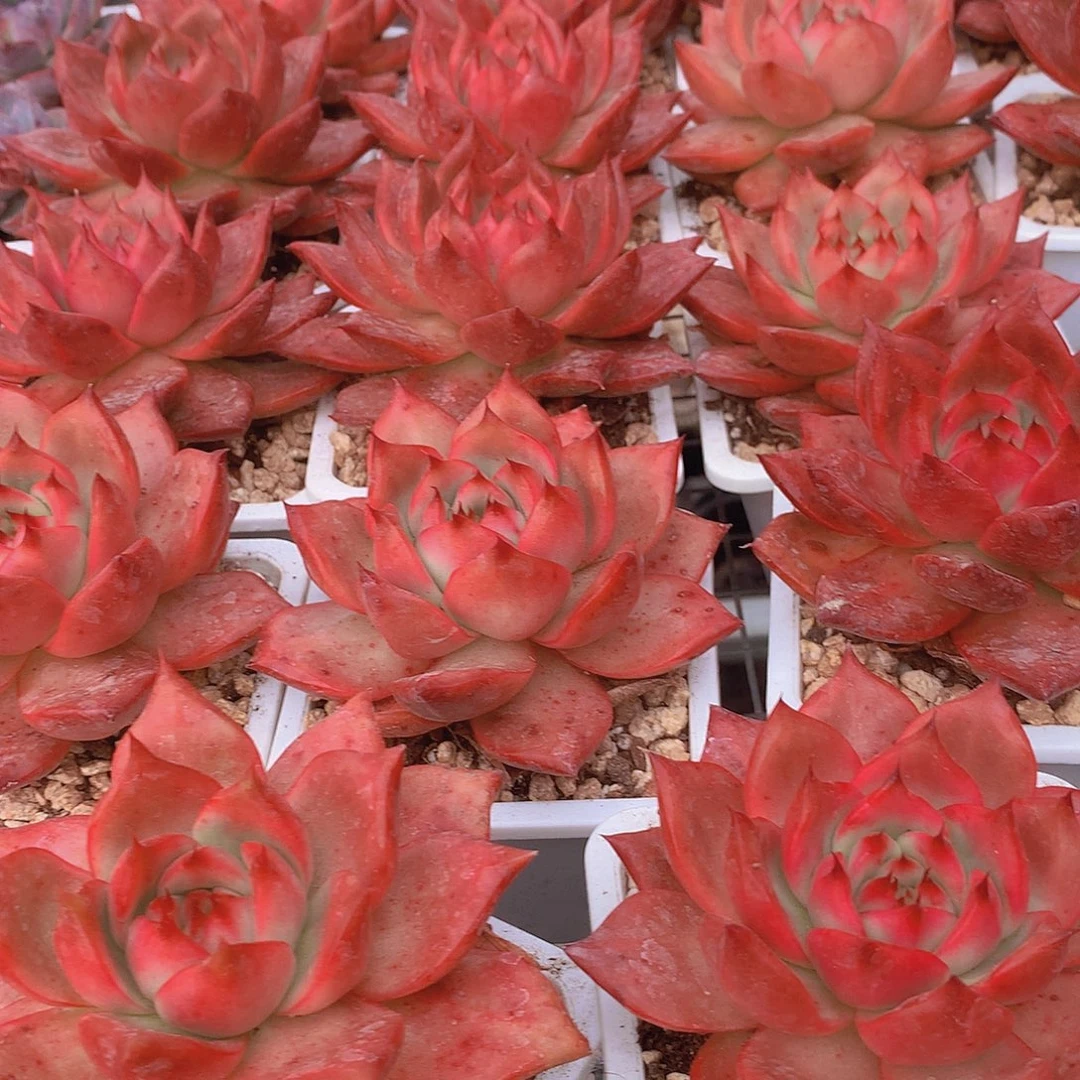 阿姆斯壮35677899900000