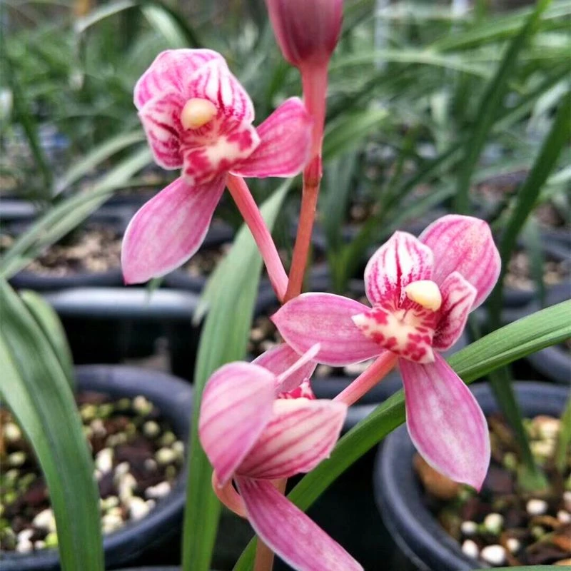 （红草红荷）建兰名品红芽兰花苗浓香型花卉绿植室内外盆栽易养