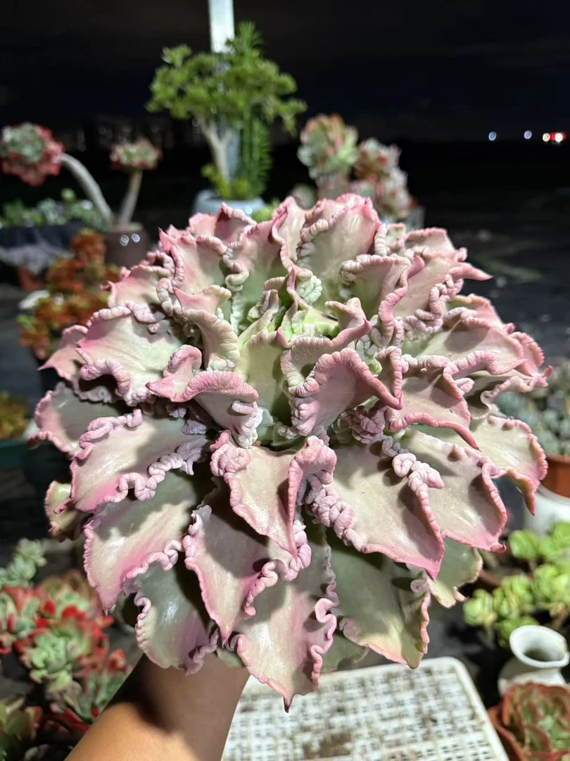 精品多肉    饺子皮