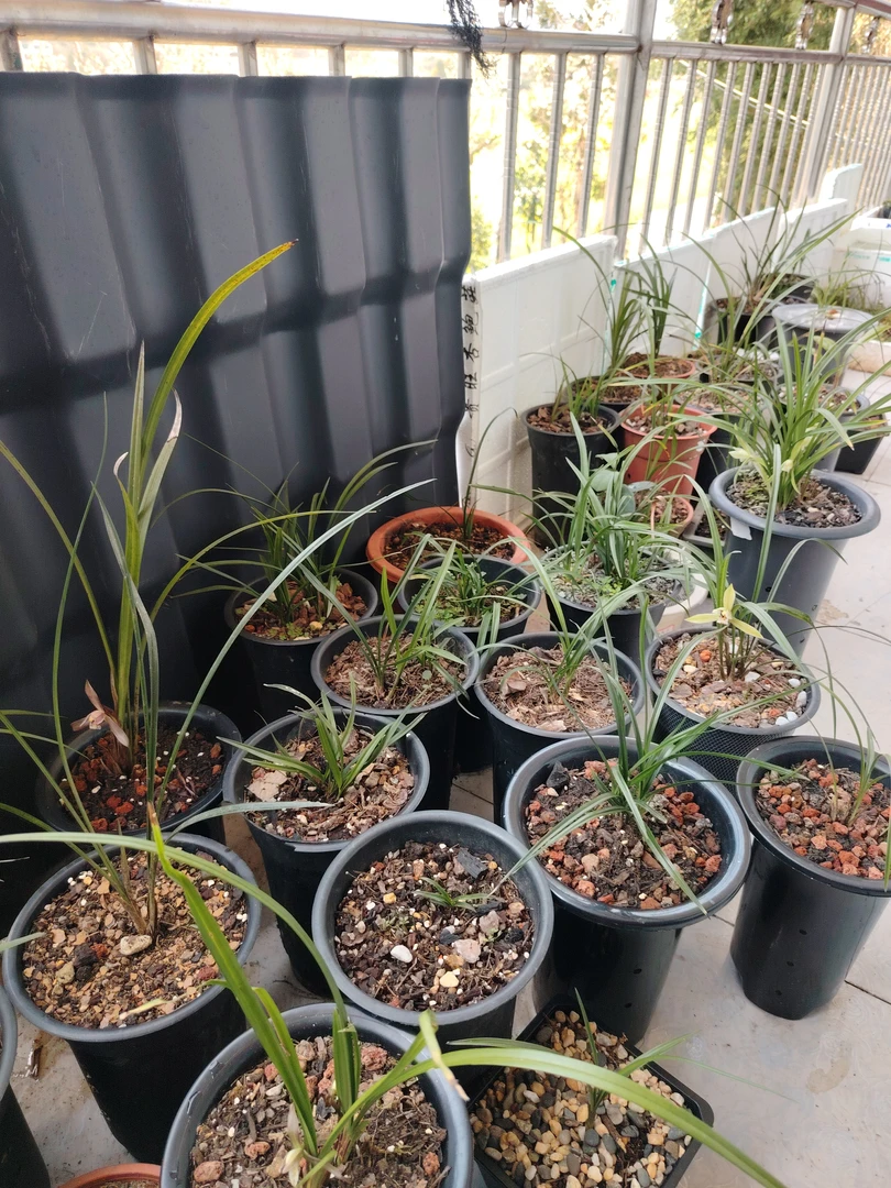 春兰盆景草，三苗以上，没开过花，十米一窝五窝起包邮