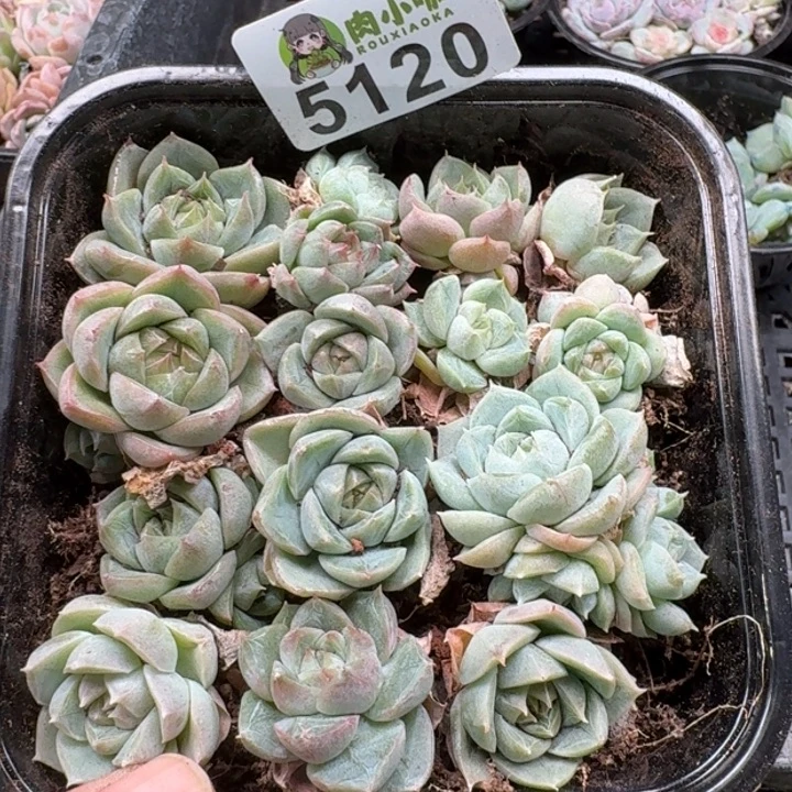 多肉植物多肉植物