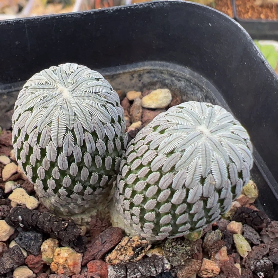 50多肉植物百科植物