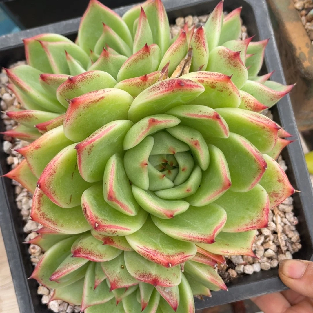启***｝蓝龙混血儿多肉植物一物一拍