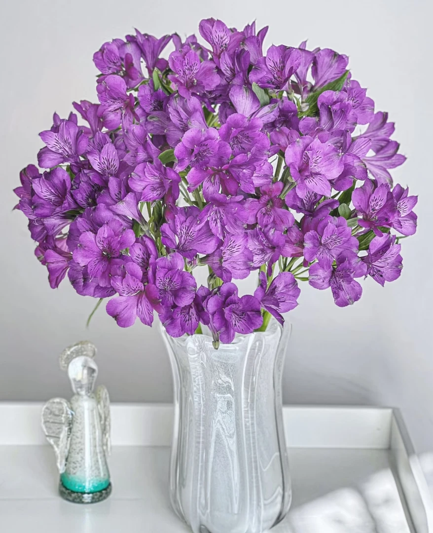 【水仙百合紫色 六出花】梦中情花—昆明鲜花（顺丰包邮）云南花卉