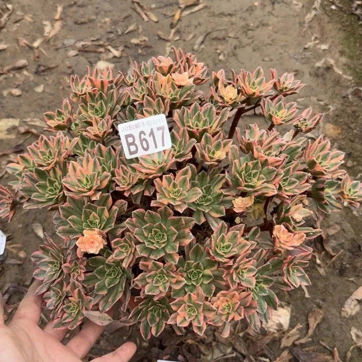 甜茶……多肉植物……