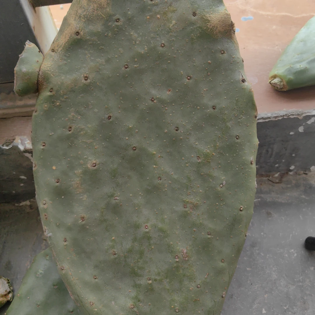 大黄果仙人掌红黄两片组合装