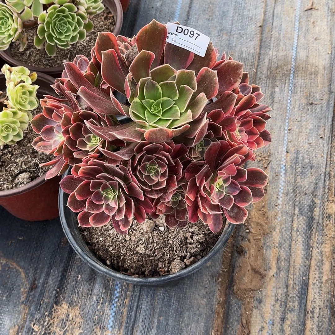 飞***洋无花朵多肉植物097金丝雀