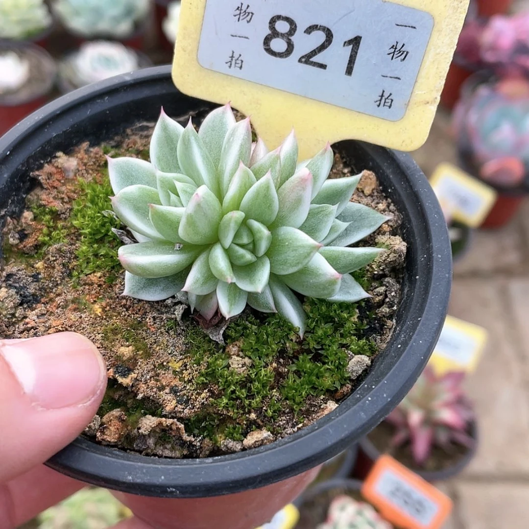 【闪购商品】821号