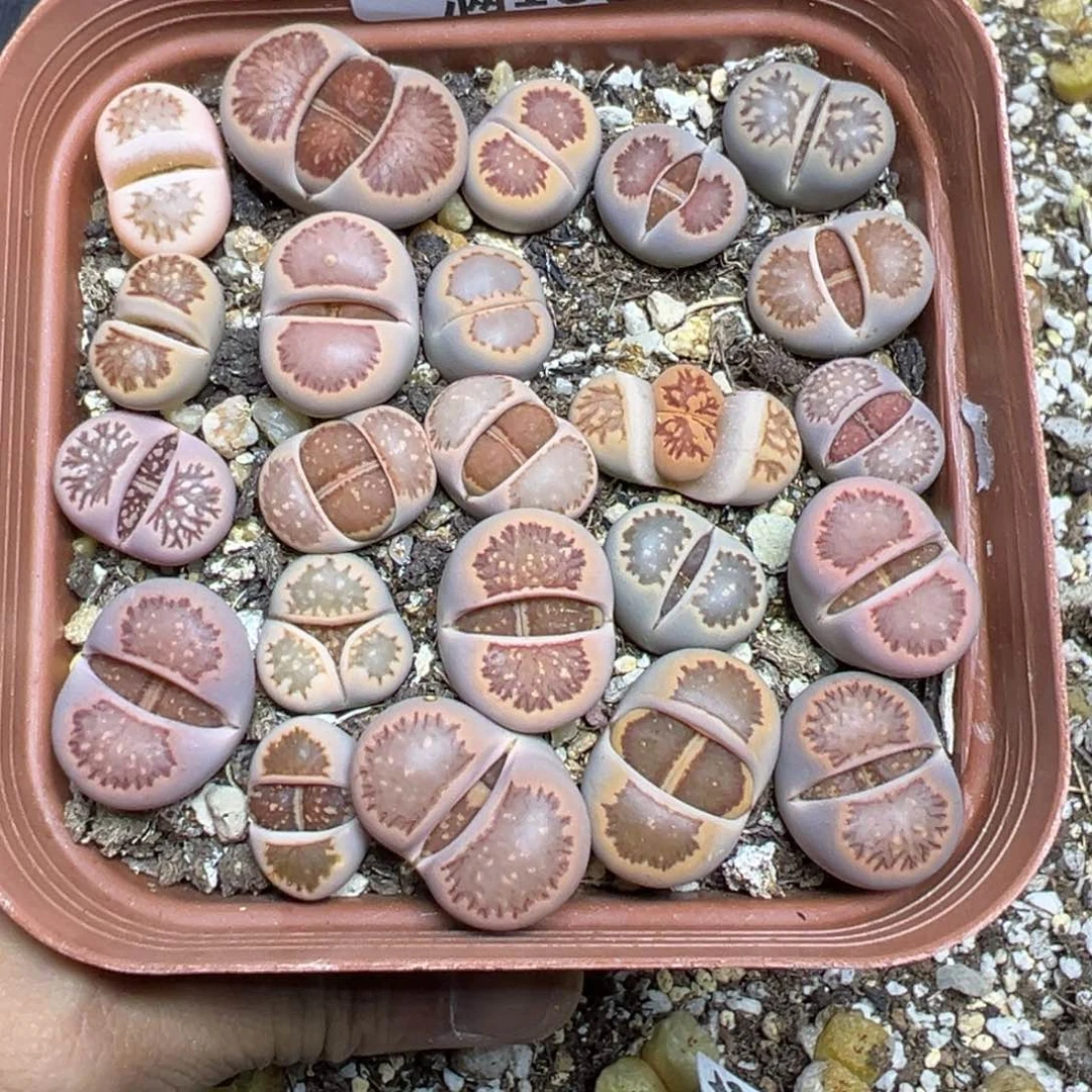 【闪购商品】 568.