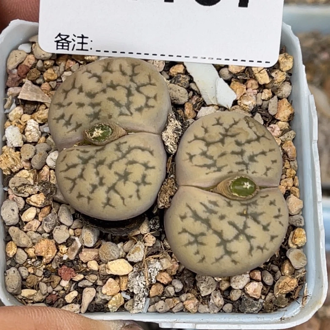 1137双头白富贵1母本