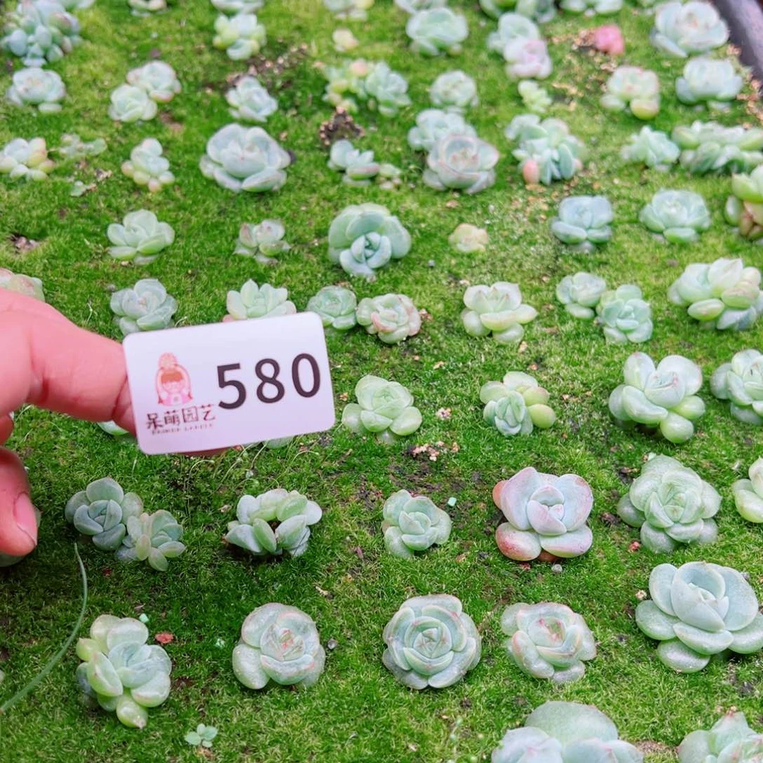 艾***琪多肉植物多肉植物