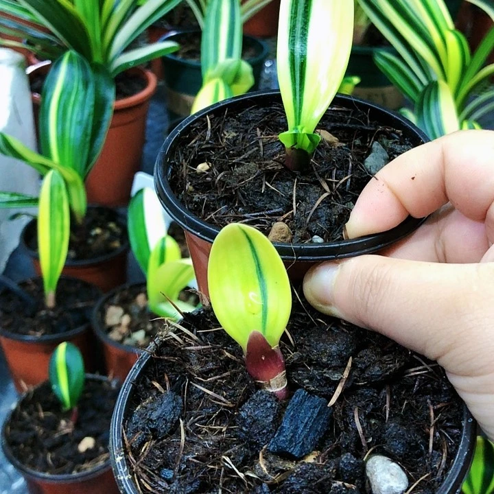 【闪购商品】臣直播间一物一拍专用