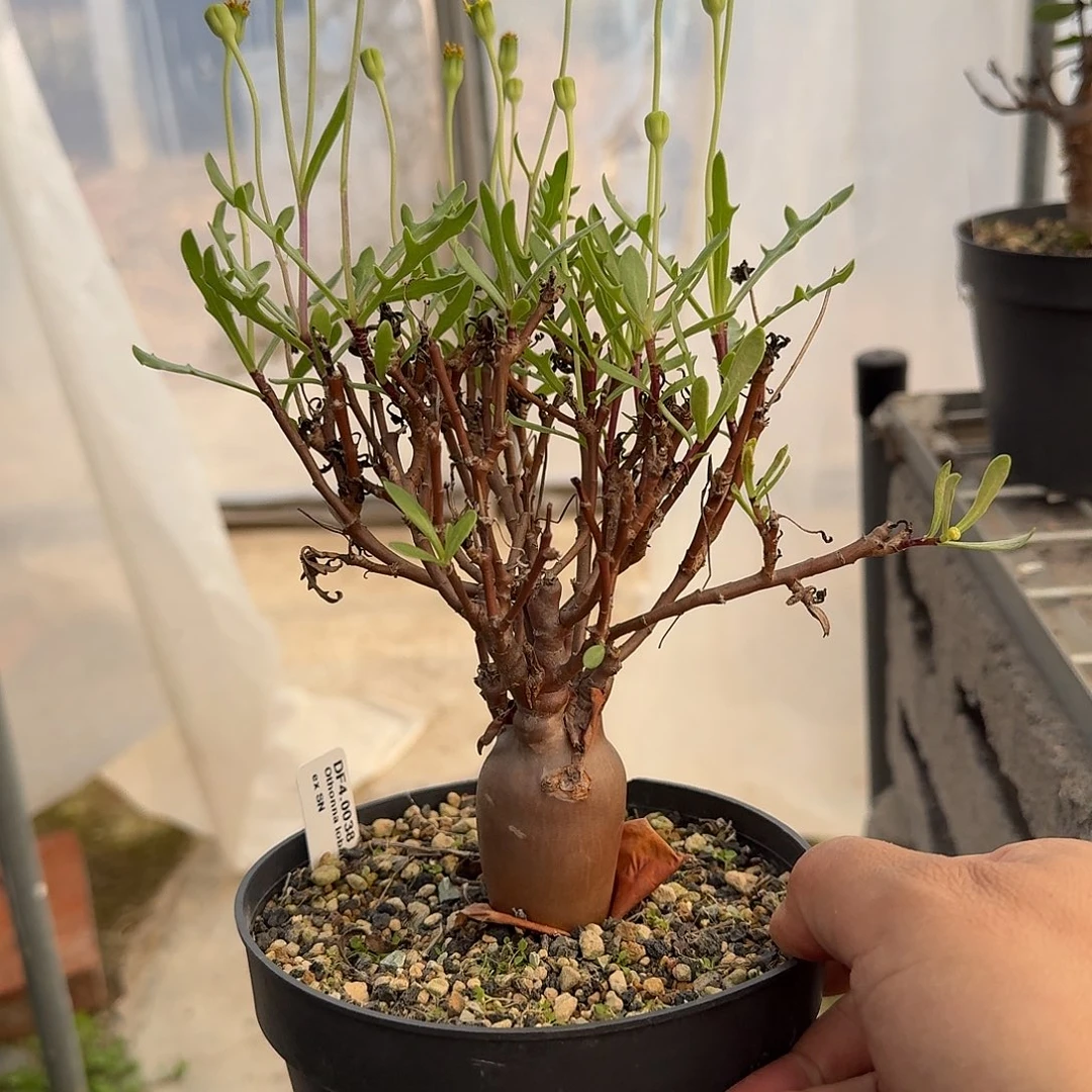 lobata厚敦菊一盆带盆发