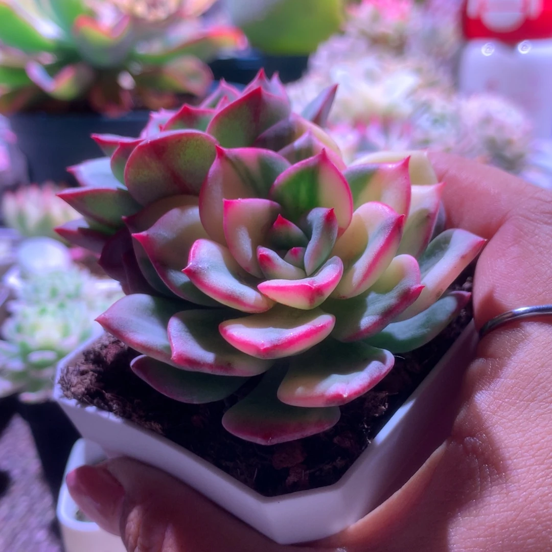 三文鱼拉丝锦有根