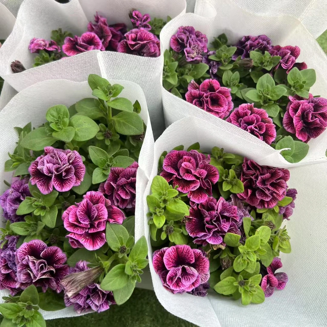 矮牵牛（酥糖梅心）-150#盆 盆栽带花苞-1