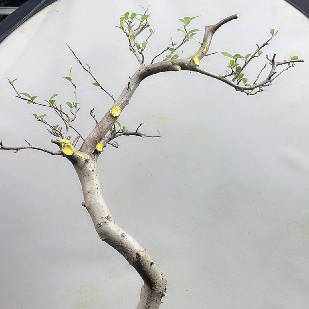 【闪购商品】无花朵001