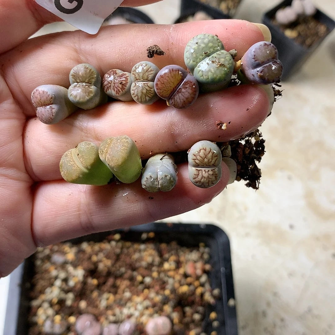 龙****天G216多肉植物保护