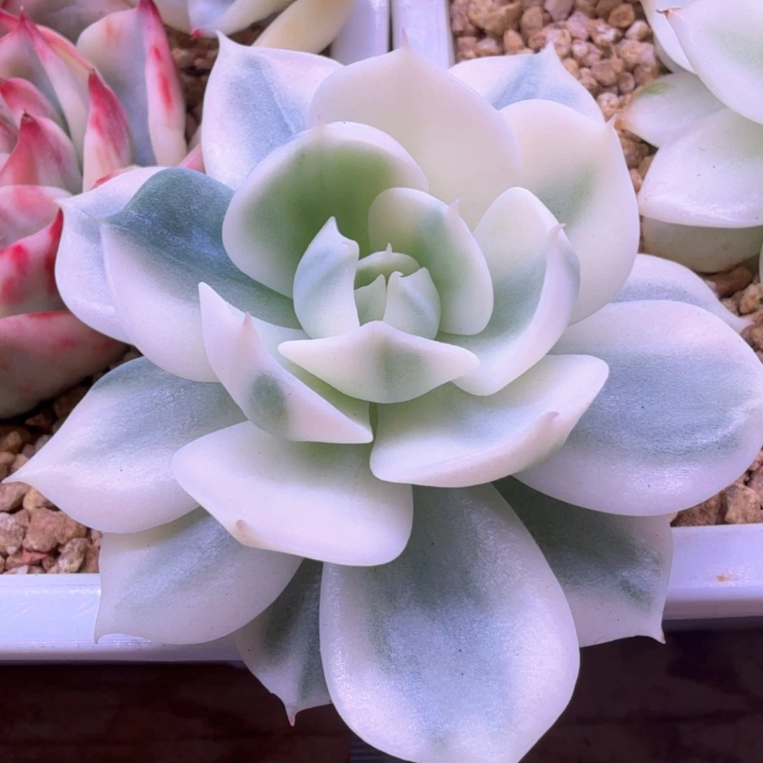 雪域蓝巴黎白锦 头盖