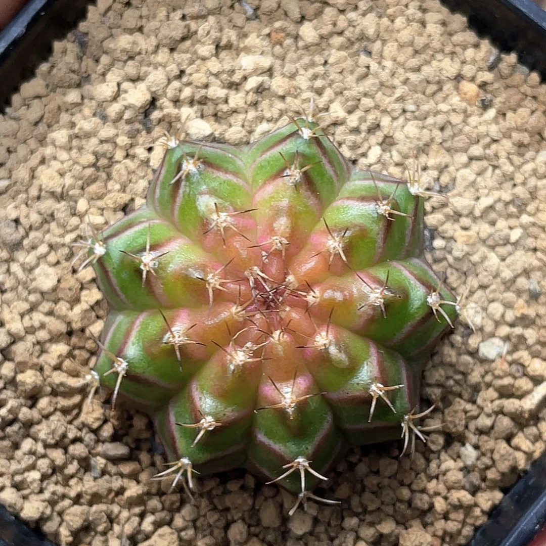 无花朵泰系实生根，轮回3