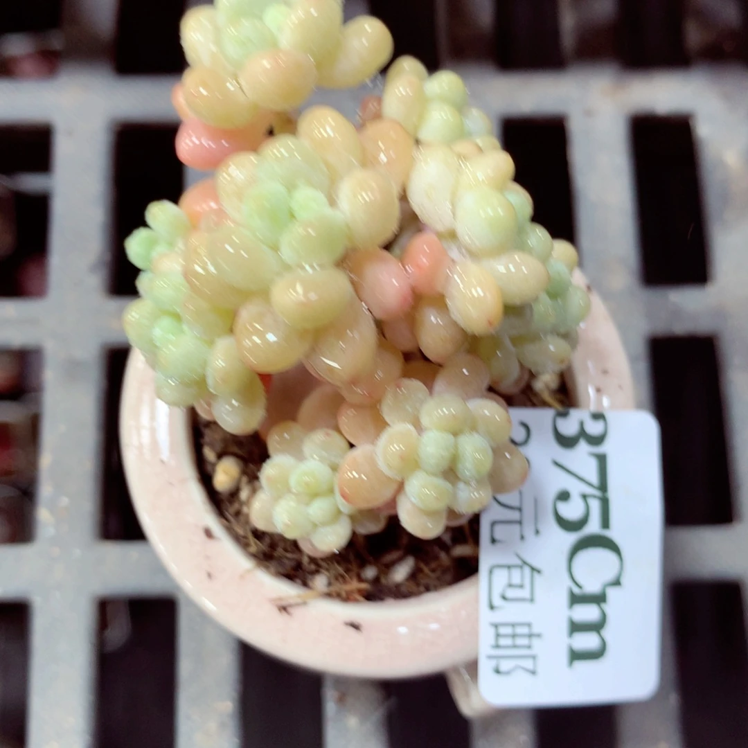 5厘米盆精控多肉375