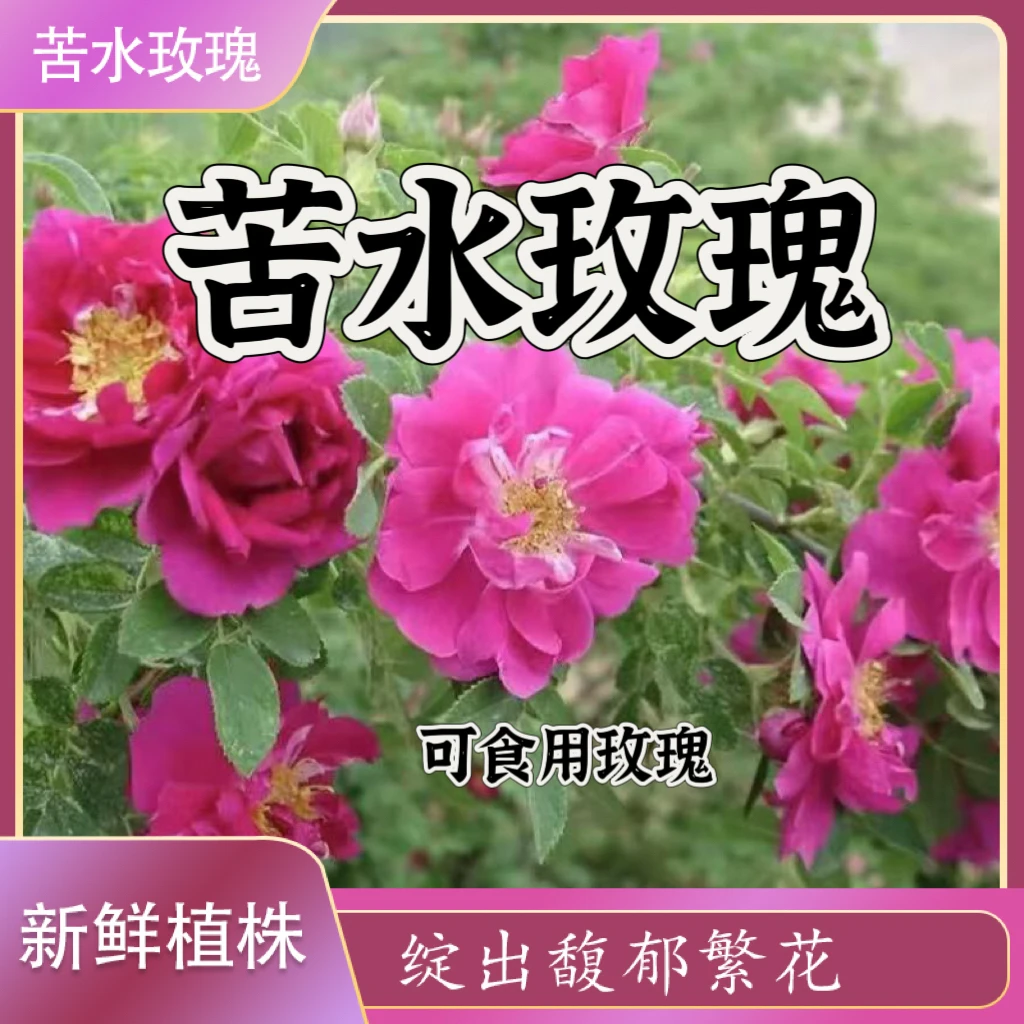 【苦水玫瑰】可食用玫瑰花苗浓香花卉兰州药玫瑰盆栽食用玫瑰花苗