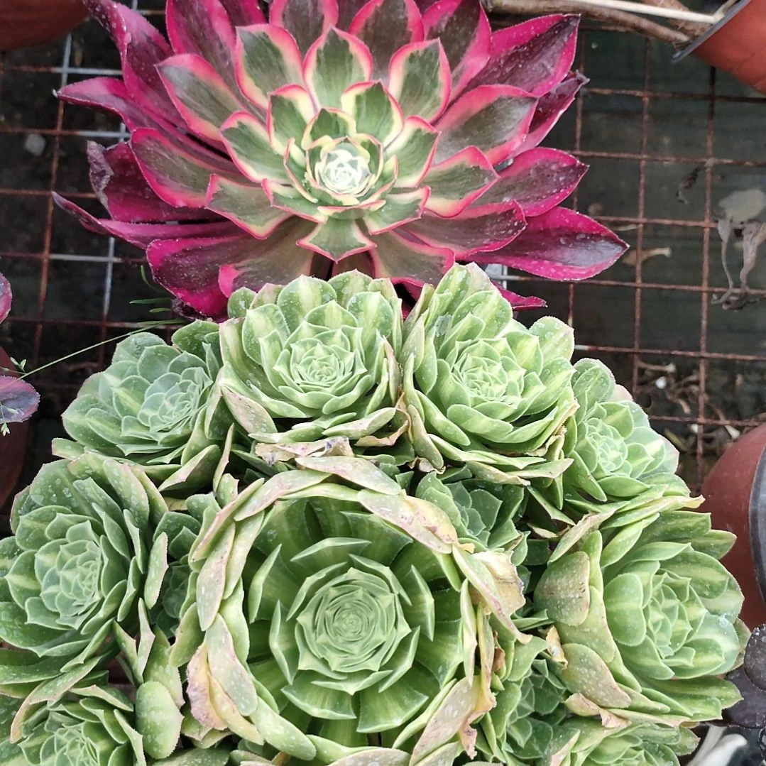 无****³多肉法师锦套餐二颗