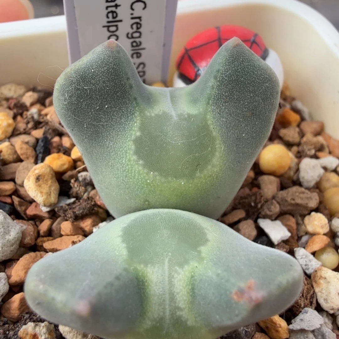 水滴大眼睛 10-29-L3。