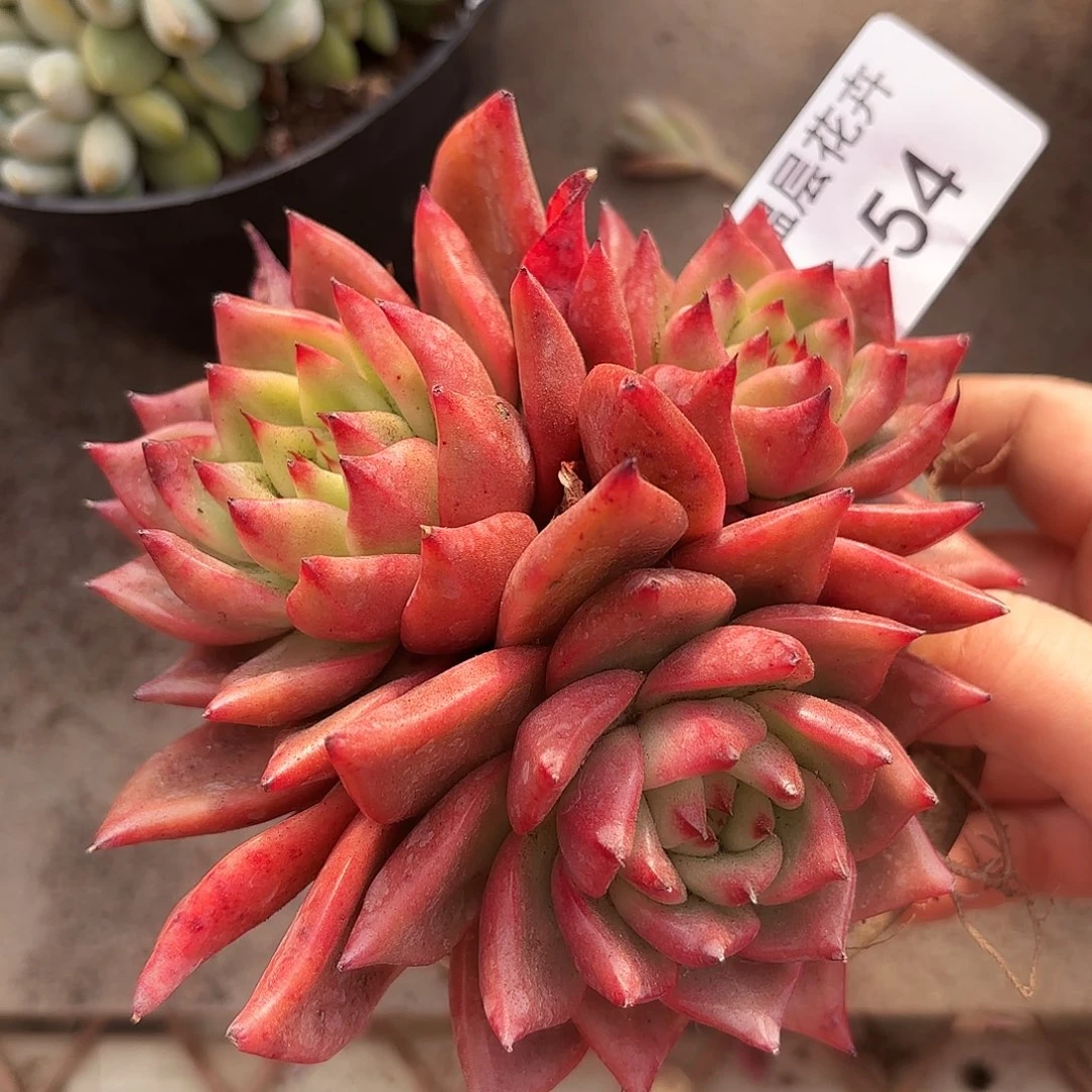 同温层多肉壮壮54