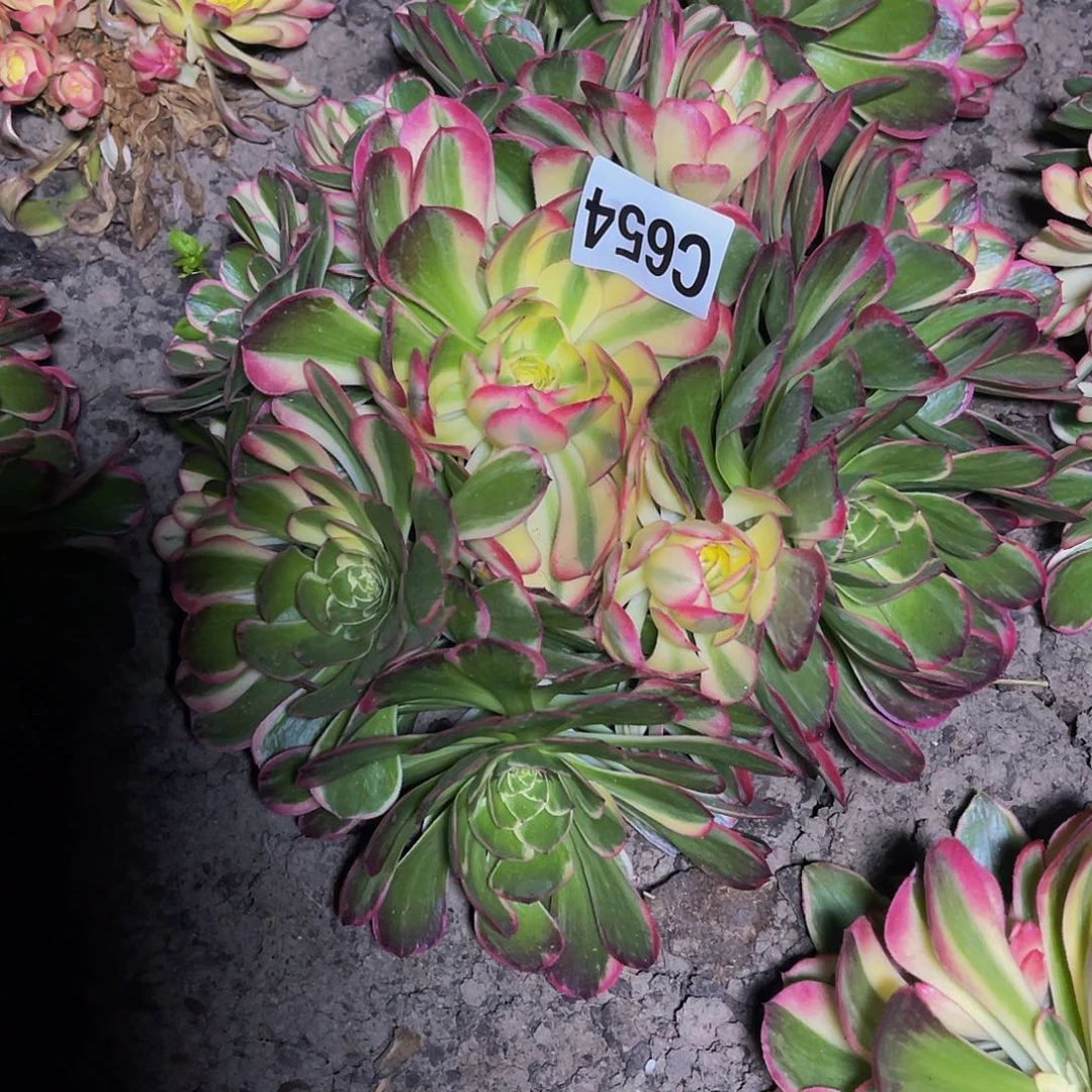 万紫法师16/39包邮