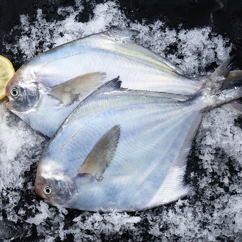 黄海湾深海银鲳鱼新型速冻肉质肥美银鲳鱼 一斤四条 刺少肉多